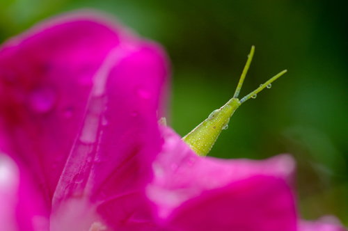 雨に濡れたオンブバッタ、ピンクの花に止まる接写