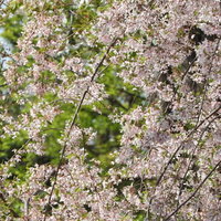 淡いピンク色に咲く枝垂桜の春の庭木の風景の写真