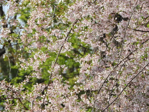 淡いピンク色に咲く枝垂桜の春の庭木の風景
