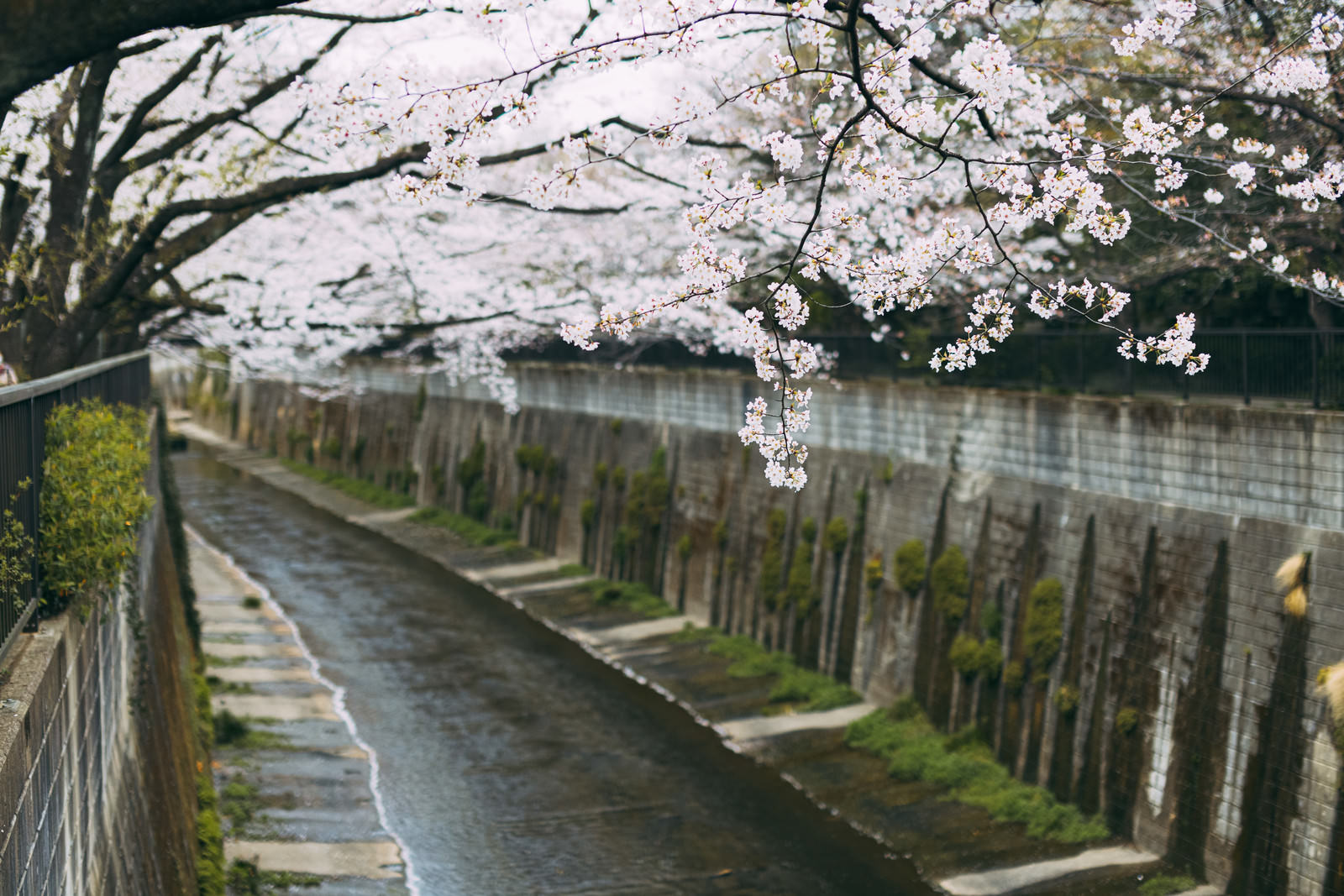石神井川緑道で満開の桜が川面と遊歩道を覆うように咲く春の風景