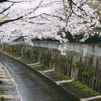 川を覆うように咲き誇る石神井川の桜並木と春の遊歩道の写真