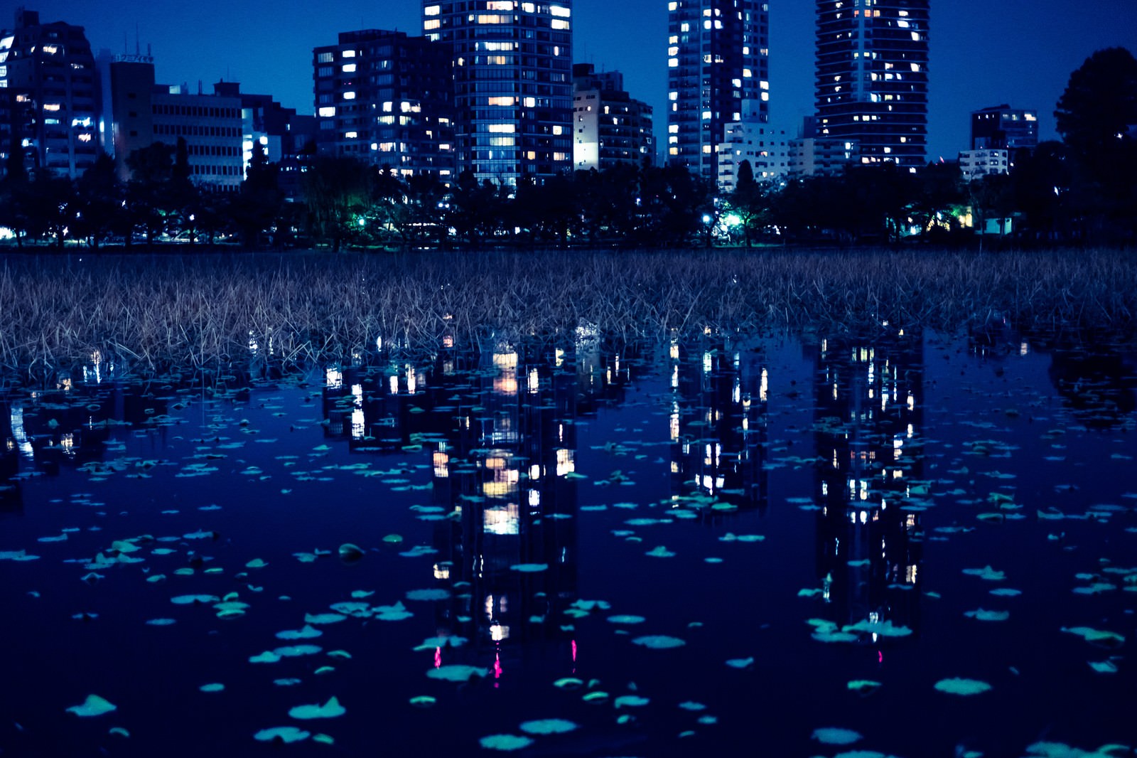夜の不忍池の水面に反射する高層ビルやマンションの明かり