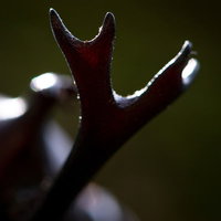 立派に伸びた二股の角が目立つカブトムシの頭部クローズアップの写真