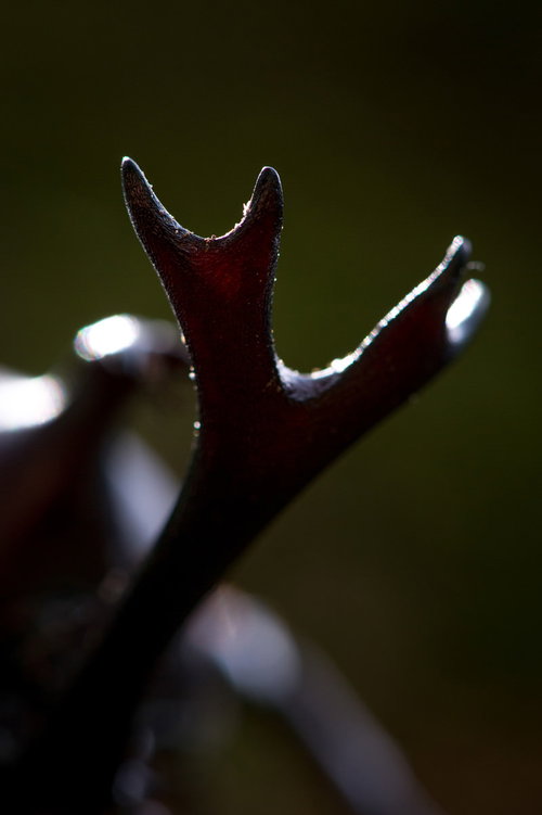 立派に伸びた二股の角が目立つカブトムシの頭部クローズアップ