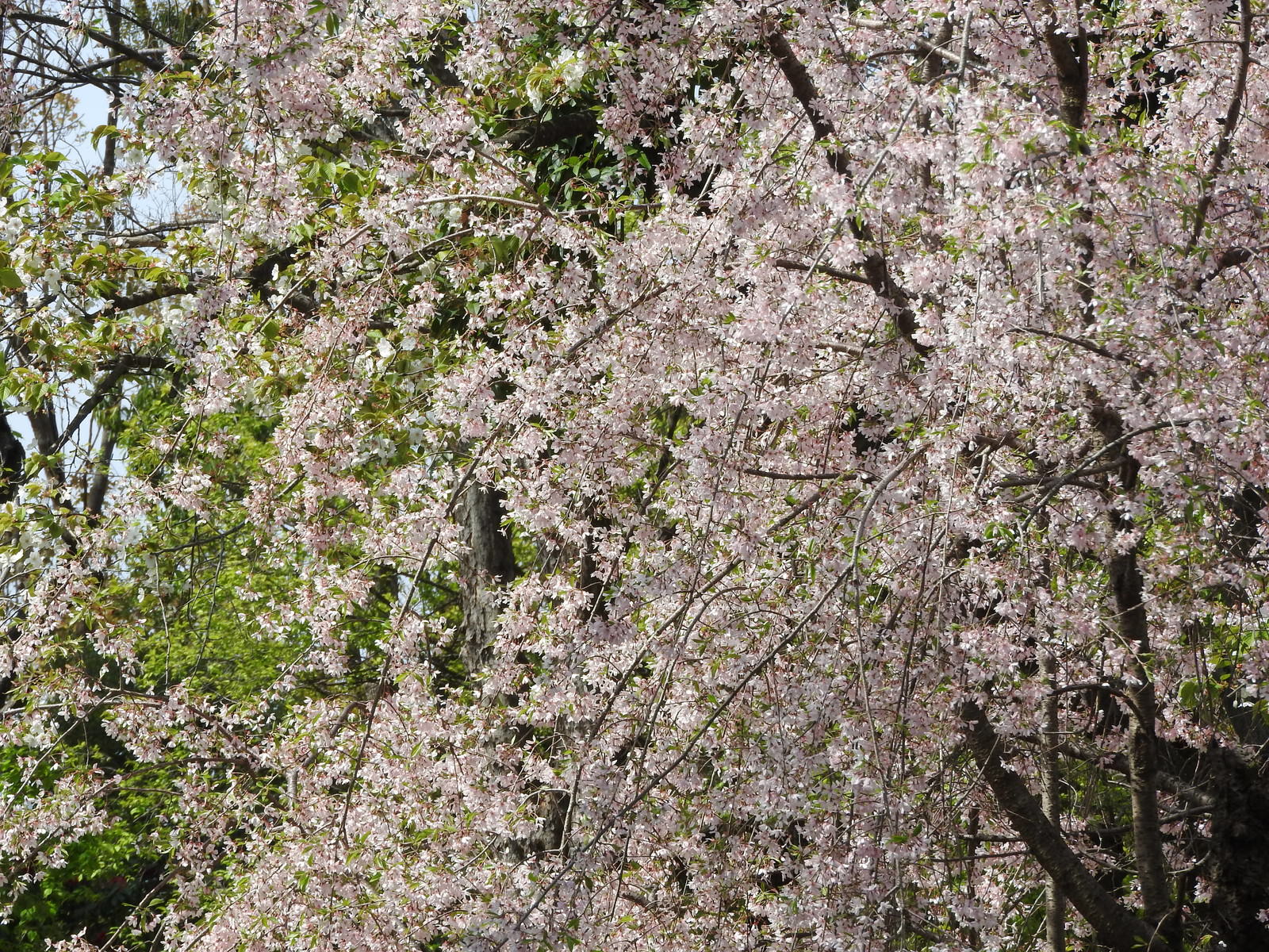 薄いピンクの花を満開に咲かせた枝垂れ桜の枝が垂れ下がっている様子