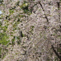 薄いピンク色に満開となる枝垂れ桜の春の庭木の写真