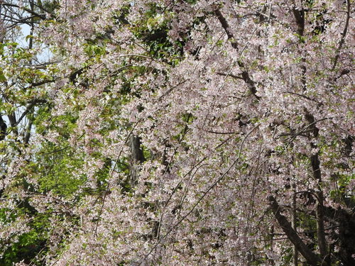 薄いピンク色に満開となる枝垂れ桜の春の庭木