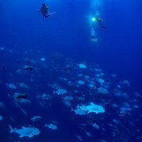 群れを成すロウニンアジとダイバーの写真