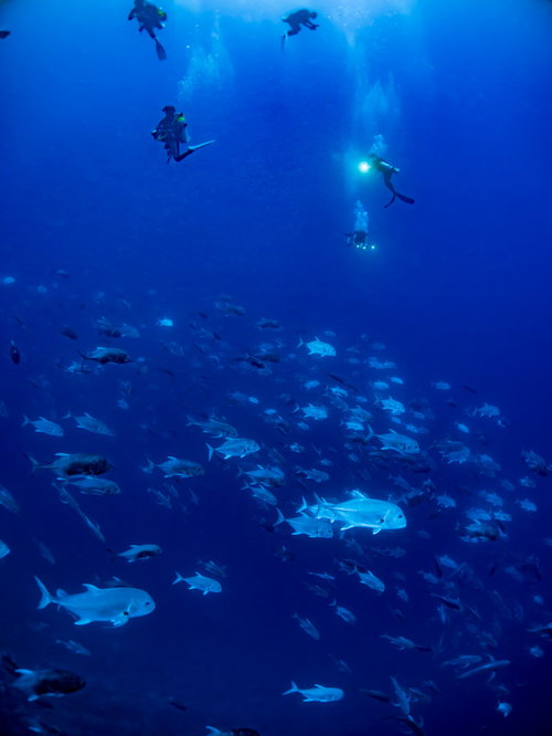 群れを成すロウニンアジとダイバー