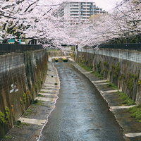 石神井川沿いの満開の桜と春の風景の写真