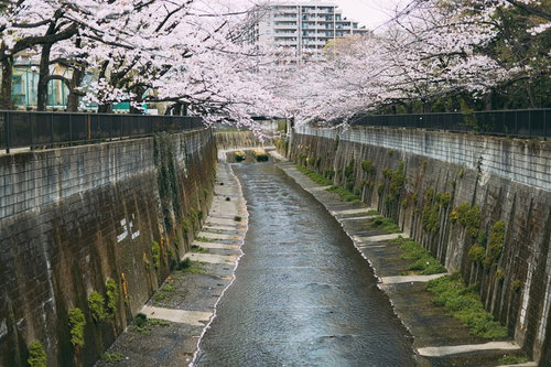 石神井川沿いの満開の桜と春の風景