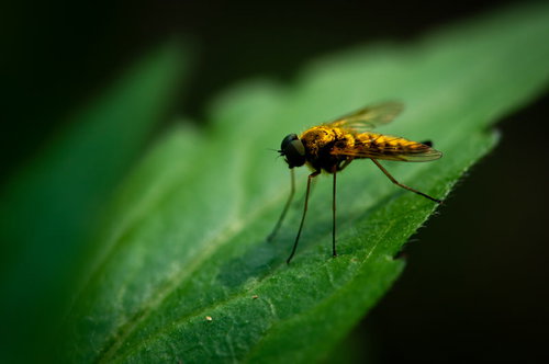 緑の葉に止まるキアシキンシギアブの接写 マクロ撮影