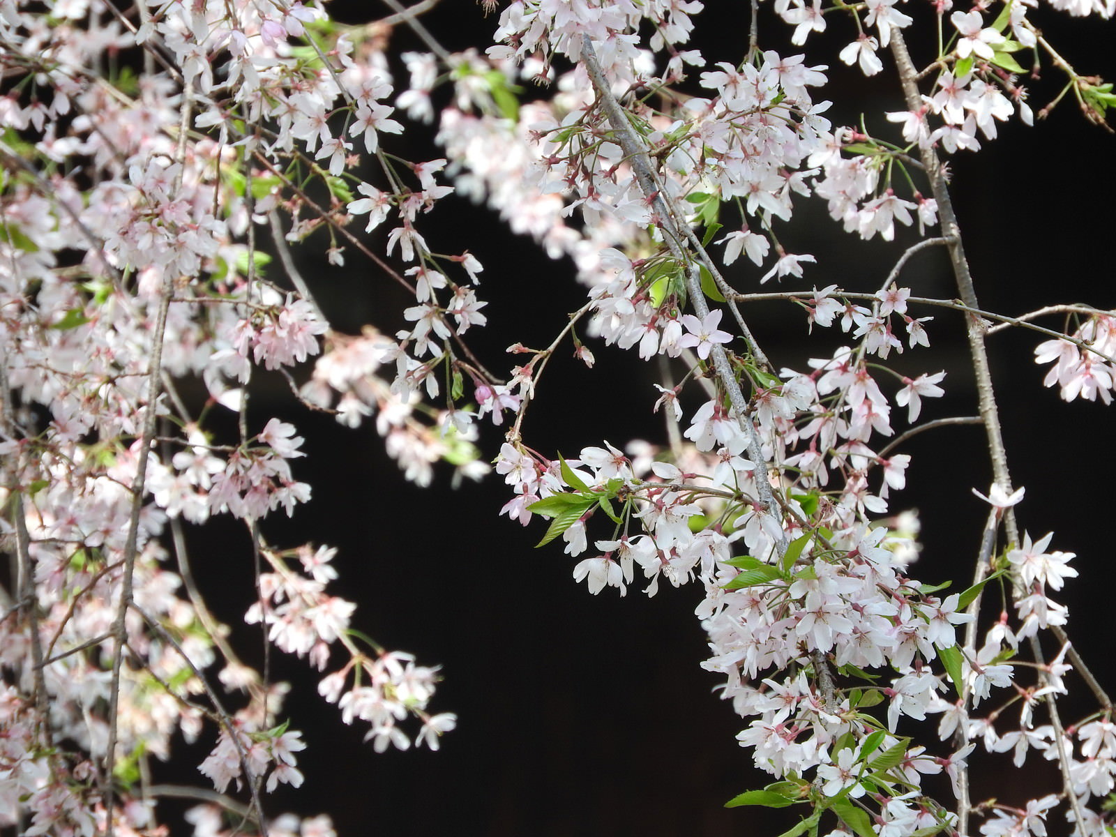 薄いピンクの花を咲かせた枝垂れ桜の枝が垂れ下がる様子