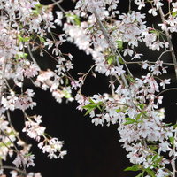 薄いピンク色の花が咲く枝垂れ桜の枝と花の春景色の写真