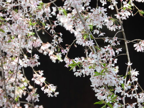 薄いピンク色の花が咲く枝垂れ桜の枝と花の春景色