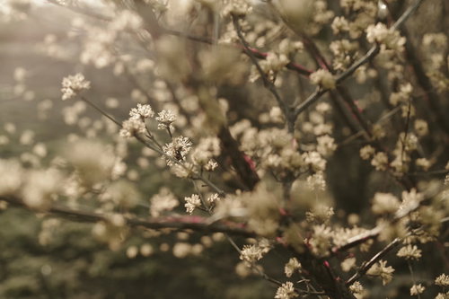 夕日に輝く山茱萸の黄色い花と枝、早春の落葉小高木の季節感