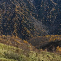 焼岳と霞沢岳の麓に黄葉するカラマツの秋風景の写真