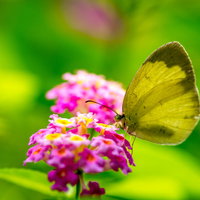 蜜を吸うキチョウとランタナの花の写真
