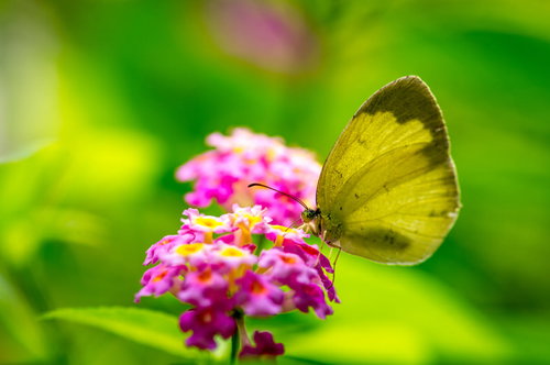 ピンクの花に止まって蜜を吸うキチョウの接写