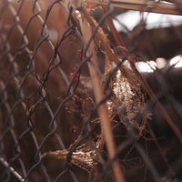 夕日の逆光に輝く金網フェンスに絡まる枯れた雑草の写真