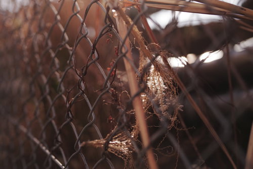 夕日の逆光に輝く金網フェンスに絡まる枯れた雑草