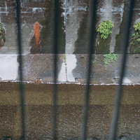 春の石神井川に舞う桜の花びらの写真