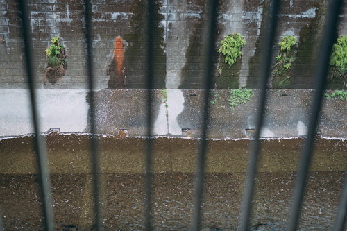 春の石神井川に舞う桜の花びら