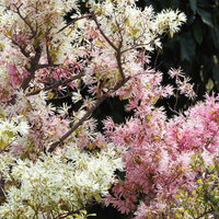 白とピンクの花が咲くマンサク - 早春の庭木の写真