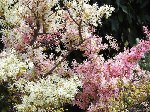 白とピンクの花が咲くマンサク - 早春の庭木