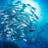 海中を泳ぐギンガメアジの大群の写真