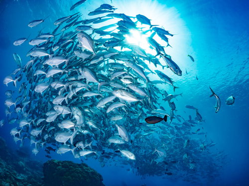 海中を泳ぐギンガメアジの大群