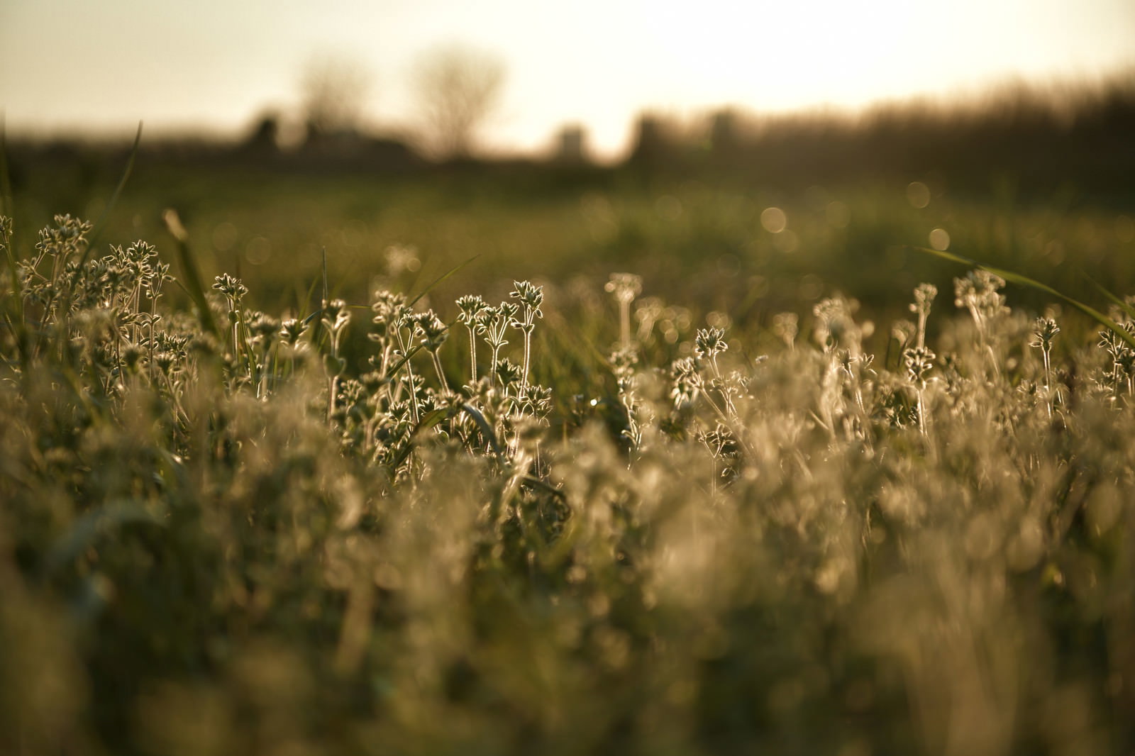 夕日の逆光で金色に輝く草原の雑草