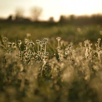 夕日に輝く野原の雑草の写真