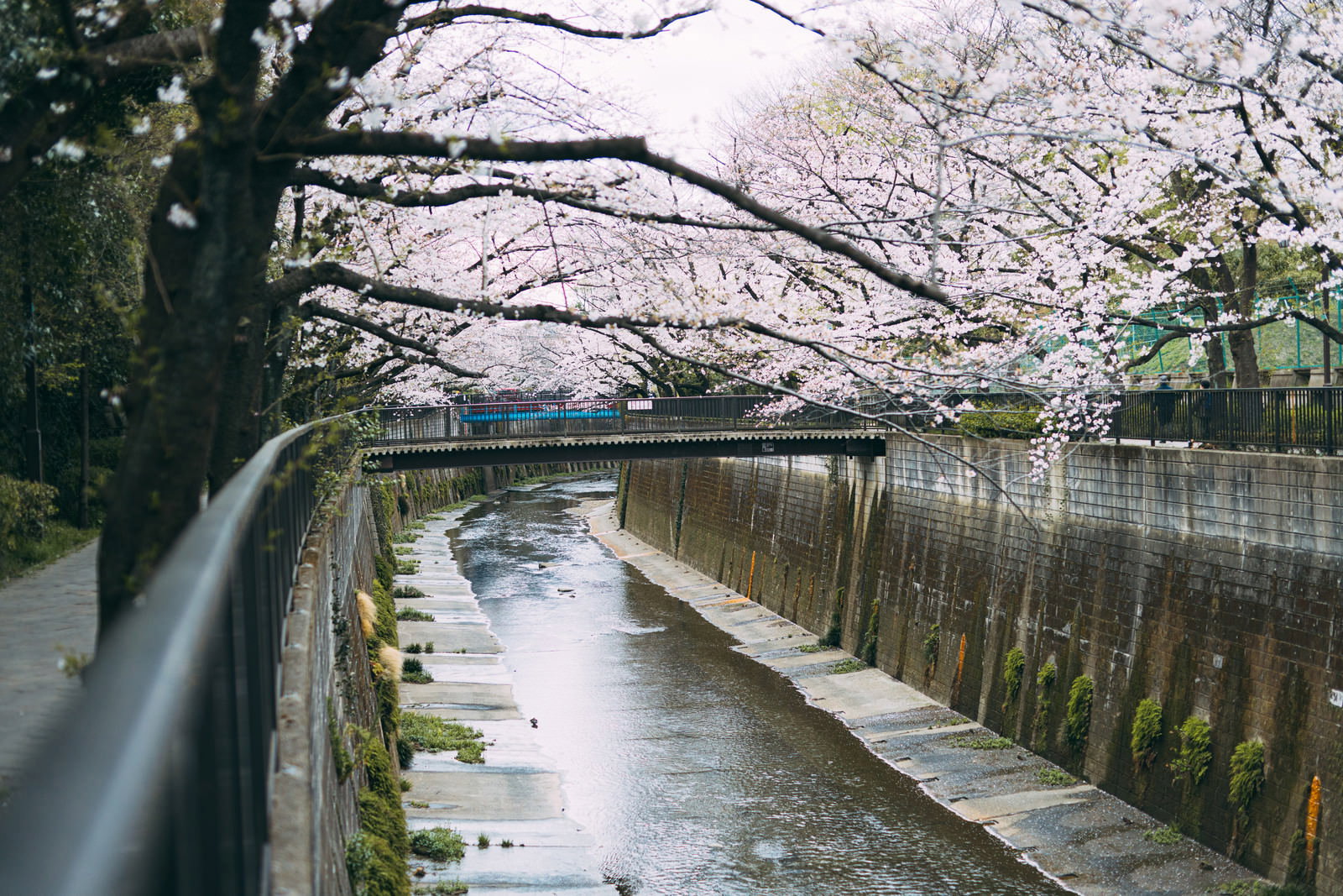石神井川沿いに満開の桜並木と橋