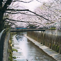板橋十景の石神井川緑道に咲く満開の桜並木の写真