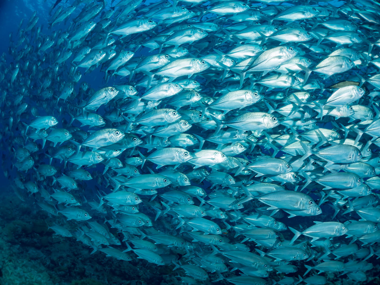 青い海中で密集して泳ぐ大量のギンガメアジの群れ