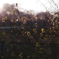 夕日の逆光で輪郭を輝かせる新緑の葉と枝の写真
