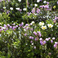 大雪山旭岳・姿見の高山植物たちの写真