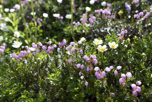 大雪山旭岳・姿見の高山植物たち