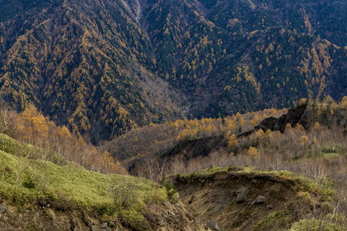 焼岳中腹に広がるカラマツの黄金色紅葉と飛騨山脈の絶景