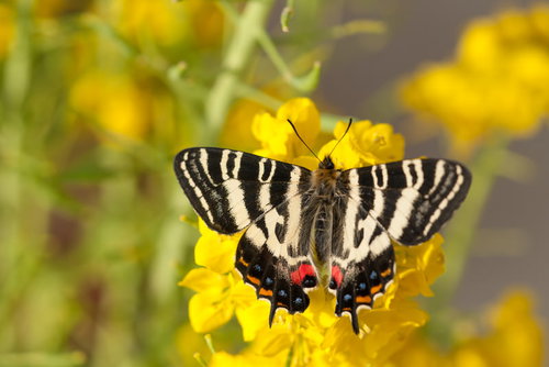 菜の花で蜜を吸うギフチョウの翅広げる姿