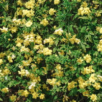 黄梅（オウバイ）の黄色い小さな花と緑の葉の写真