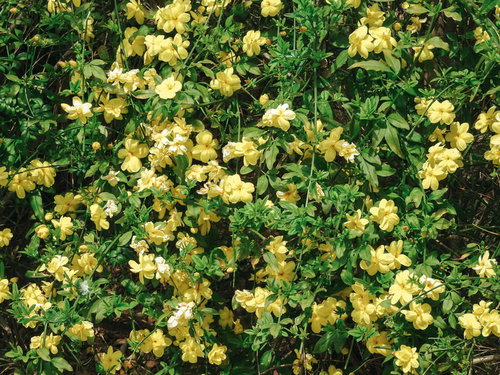 黄梅（オウバイ）の黄色い小さな花と緑の葉