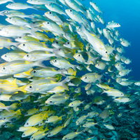 スキューバダイビングで遭遇する迫るヨスジフエダイとノコギリダイの群れの写真