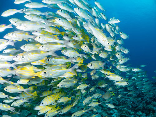 スキューバダイビングで遭遇する迫るヨスジフエダイとノコギリダイの群れ