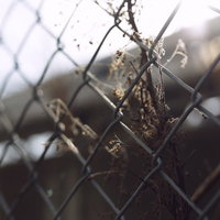 夕日の逆光に輝く金網フェンスに絡まった朽ちた枯草の写真