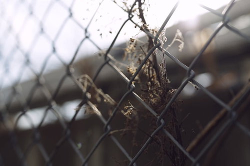 夕日の逆光に輝く金網フェンスに絡まった朽ちた枯草