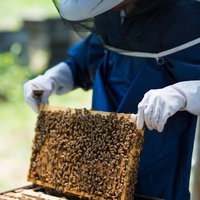 防護ネット帽子をかぶってミツバチの巣板を確認する養蜂家の写真