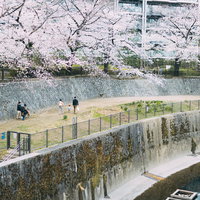 満開の桜が咲く石神井川沿い、板橋区立加賀橋公園で散歩する家族の写真