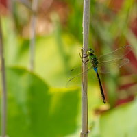 茎に止まるギンヤンマ（夏の池辺）の写真